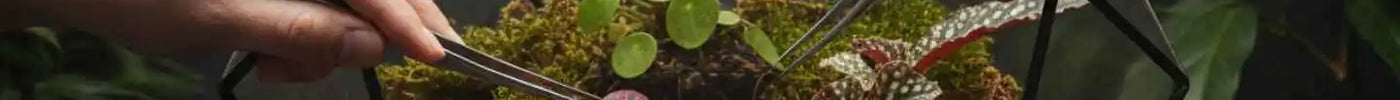 Terrarium einrichten für Anfänger – Schritt für Schritt Anleitung