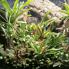 Terrarienpflanzen für dein Tropenterrarium – Kategorien, Tipps & Auswahl | AquaLifeScape - AquaLifeScape