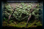 Ficus Arten für das Terrarium – Alle Arten im Überblick