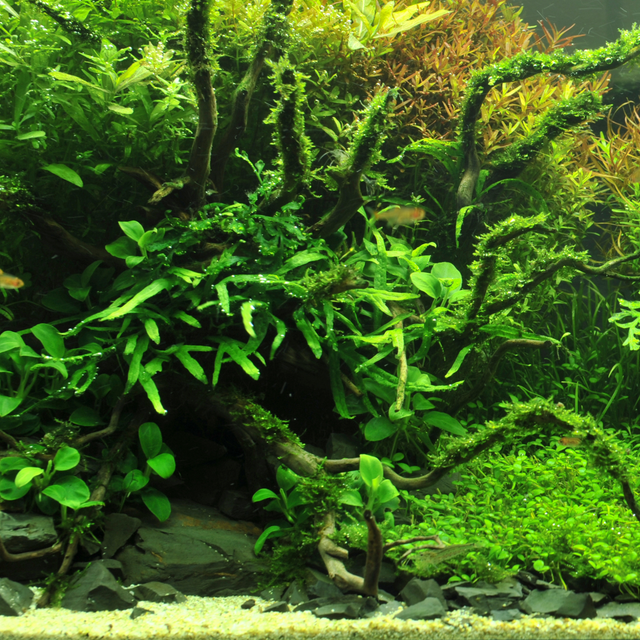 Aquascaping