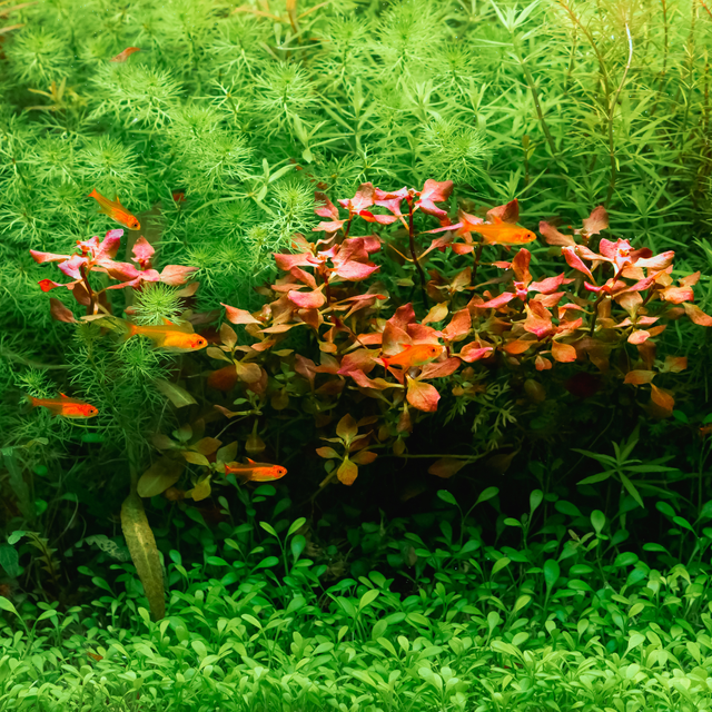 Wasserpflanzen - AquaLifeScape