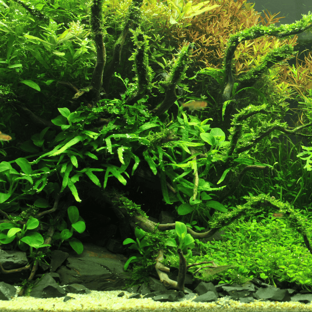 Aquascaping - AquaLifeScape