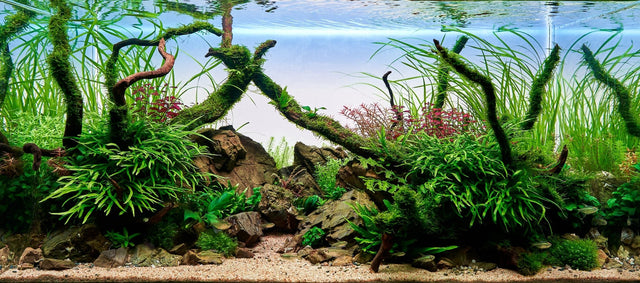 Home - AquaLifeScape