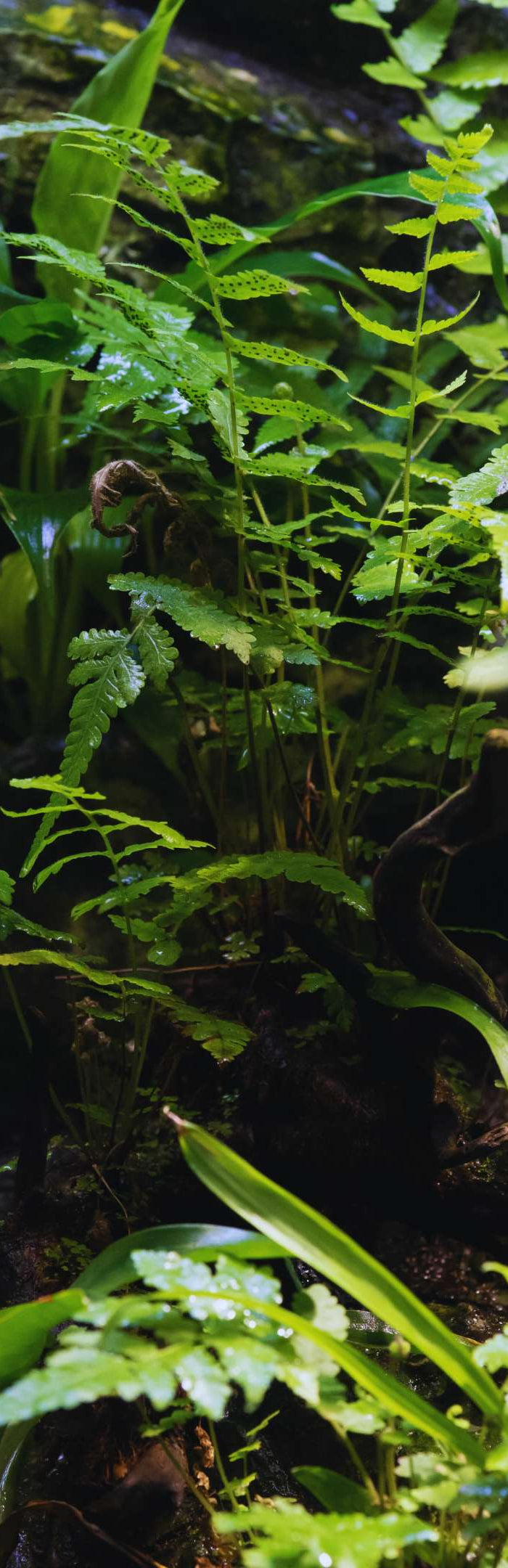 Terrarienpflanzen Kaufen