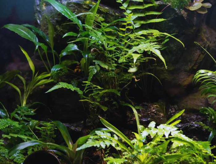 Terrarienpflanzen Kaufen