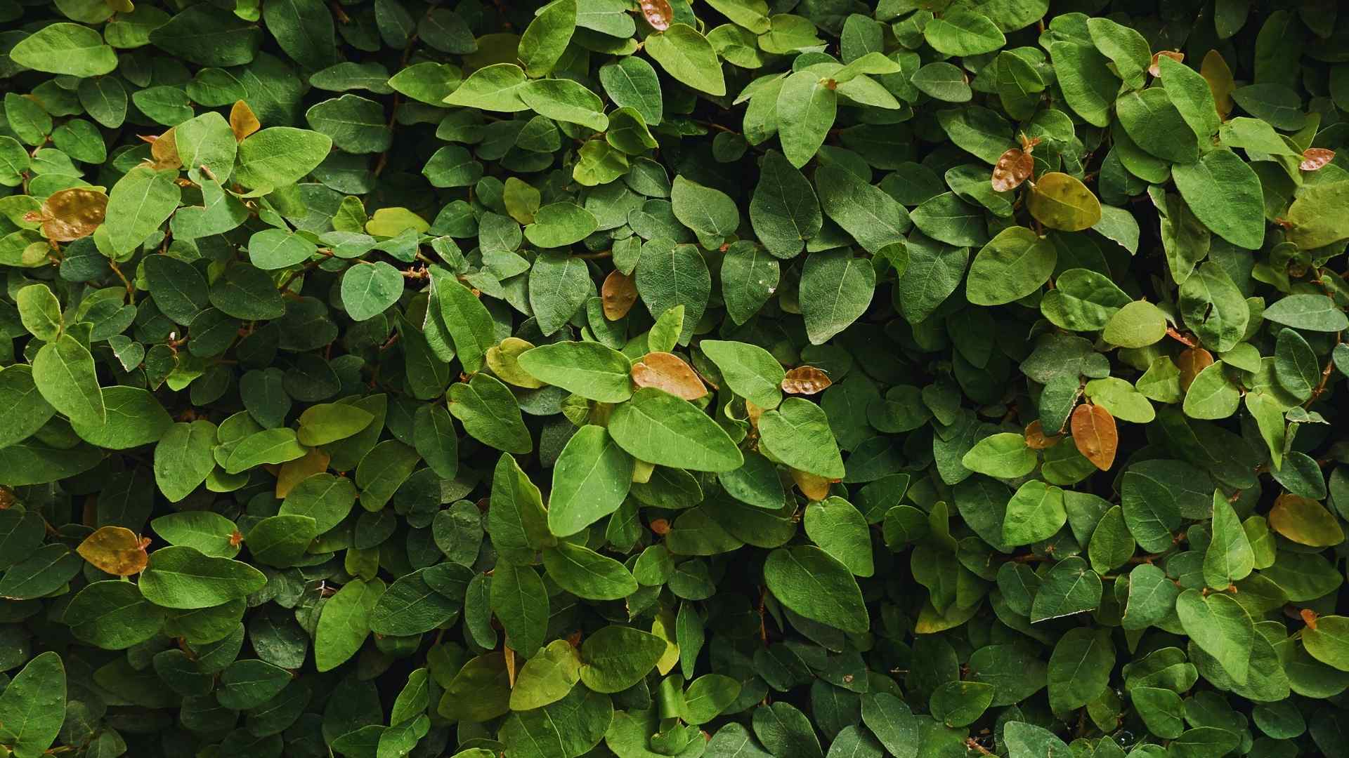 Ficus pumila – vielseitige Rankpflanze für strukturierte Terrarien