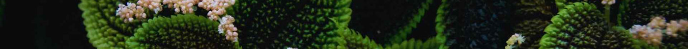 Pilea mollis ‚Moon Valley‘ – strukturstarke Terrarienpflanze mit Charakter