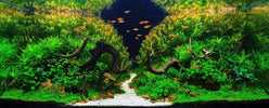 Aquascaping: Die Kunst faszinierender Unterwasserlandschaften - AquaLifeScape