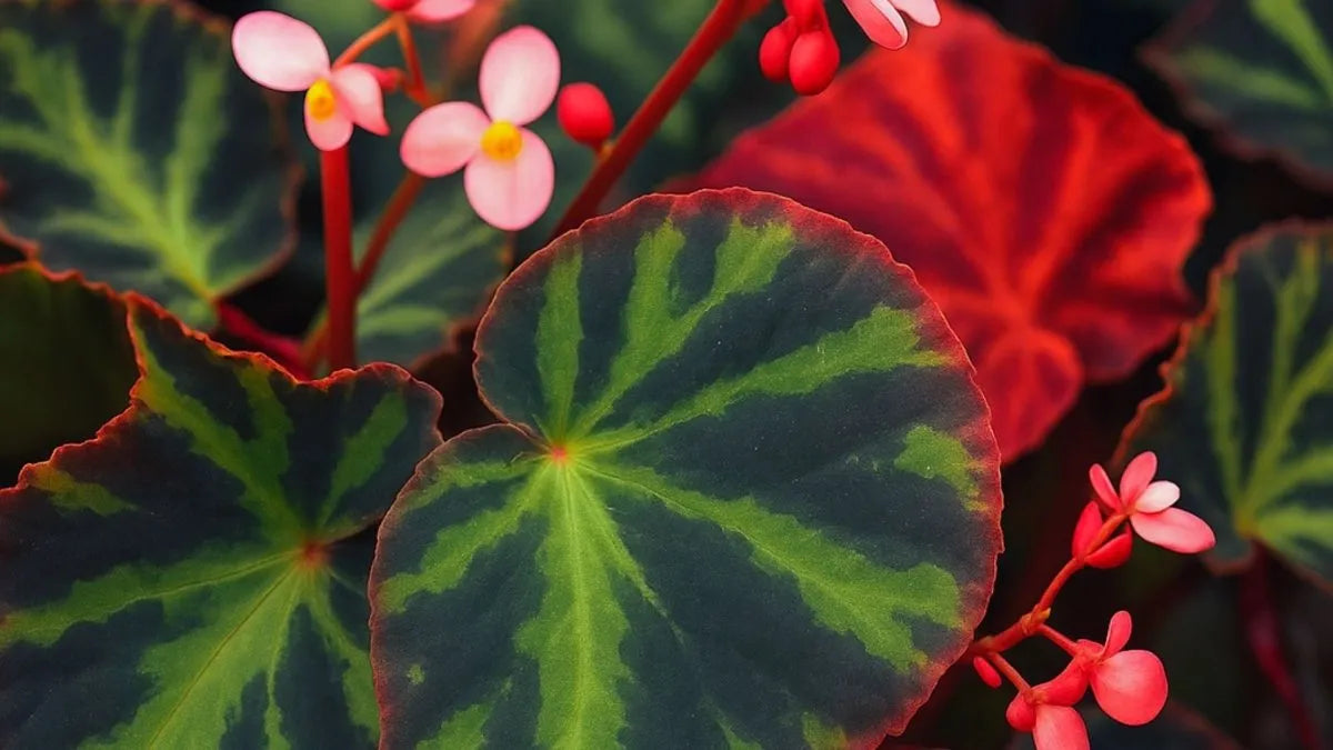 Begonia cleopatrae – Tropische Rarität für anspruchsvolle Terrarienpflanzen-Liebhaber - AquaLifeScape