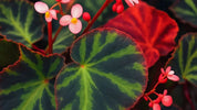 Begonia cleopatrae – Tropische Rarität für anspruchsvolle Terrarienpflanzen-Liebhaber - AquaLifeScape