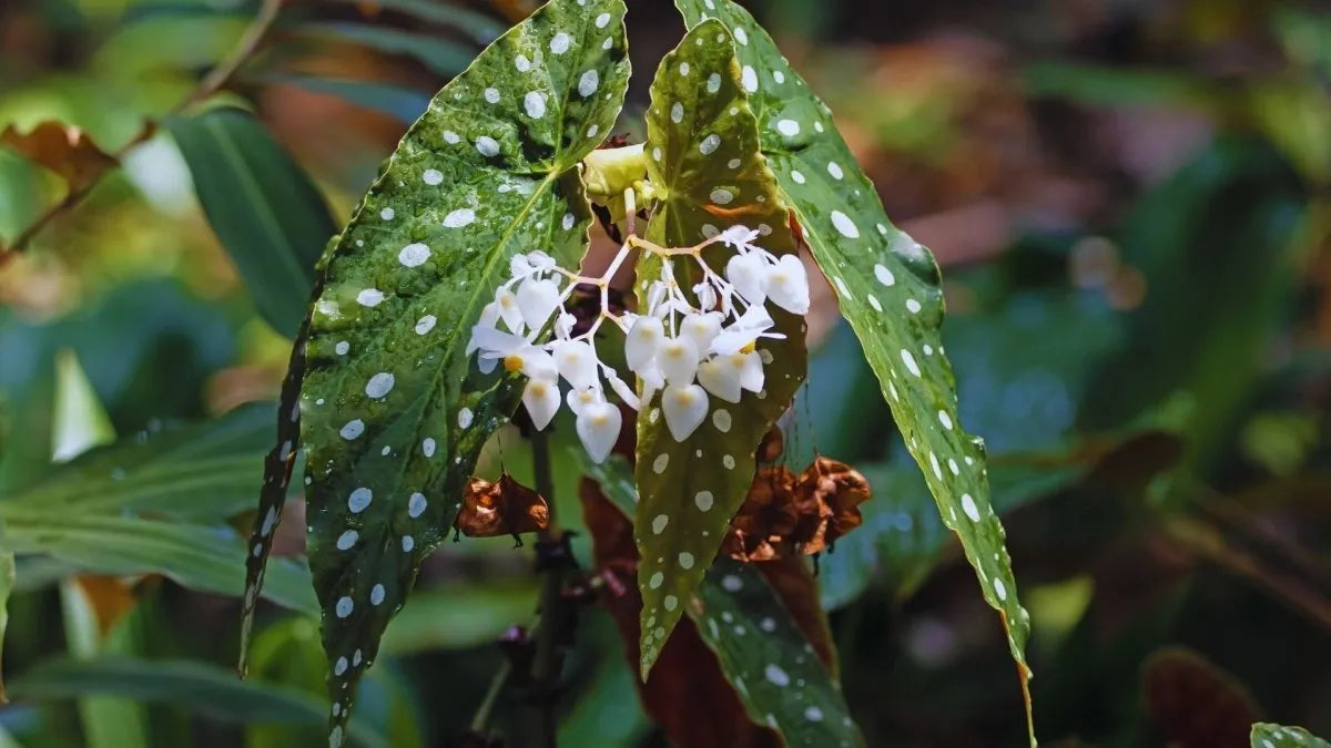 Begonia maculata – Die gepunktete Diva unter den Terrarienpflanzen - AquaLifeScape