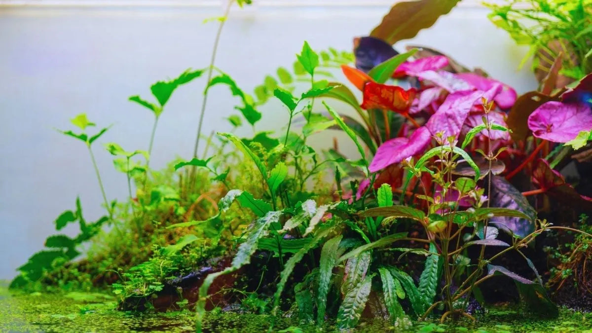 Die 10 häufigsten Fehler bei der Haltung von Terrarienpflanzen - AquaLifeScape