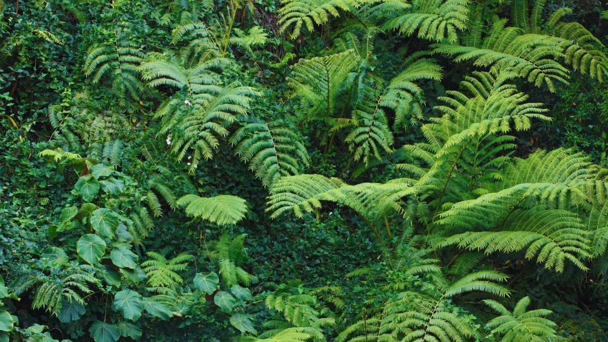 Die 10 schönsten Gattungen von Terrarienpflanzen - AquaLifeScape