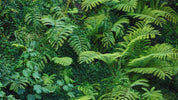 Die 10 schönsten Gattungen von Terrarienpflanzen - AquaLifeScape