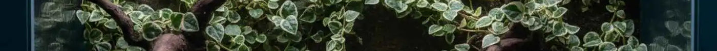 Ficus Arten für das Terrarium – Alle Arten im Überblick