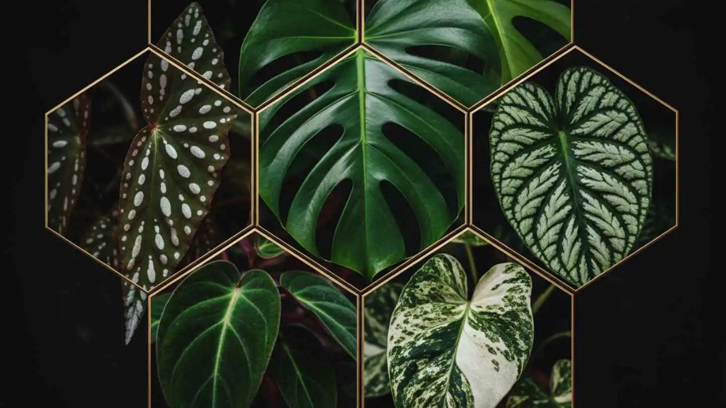 Philodendron, Pilea, Begonia, Epipremnum & Monstera – Alle Arten für dein Terrarium