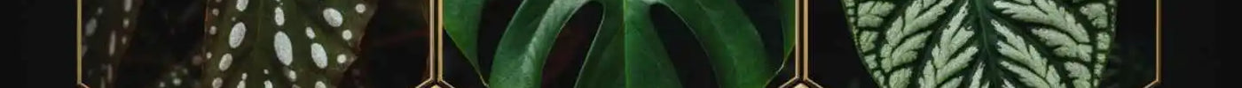 Philodendron, Pilea, Begonia, Epipremnum & Monstera – Alle Arten für dein Terrarium