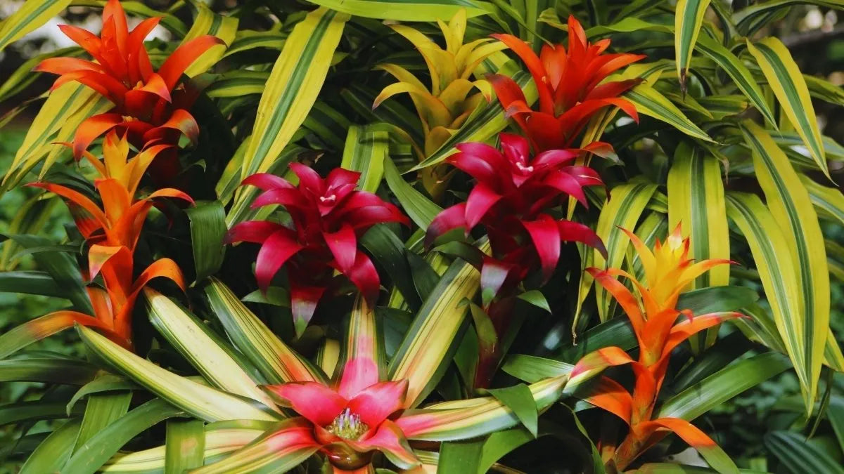 Mini-Terrarienpflanzen für kleine Tropenwelten – ideal für Einsteiger & Profis - AquaLifeScape