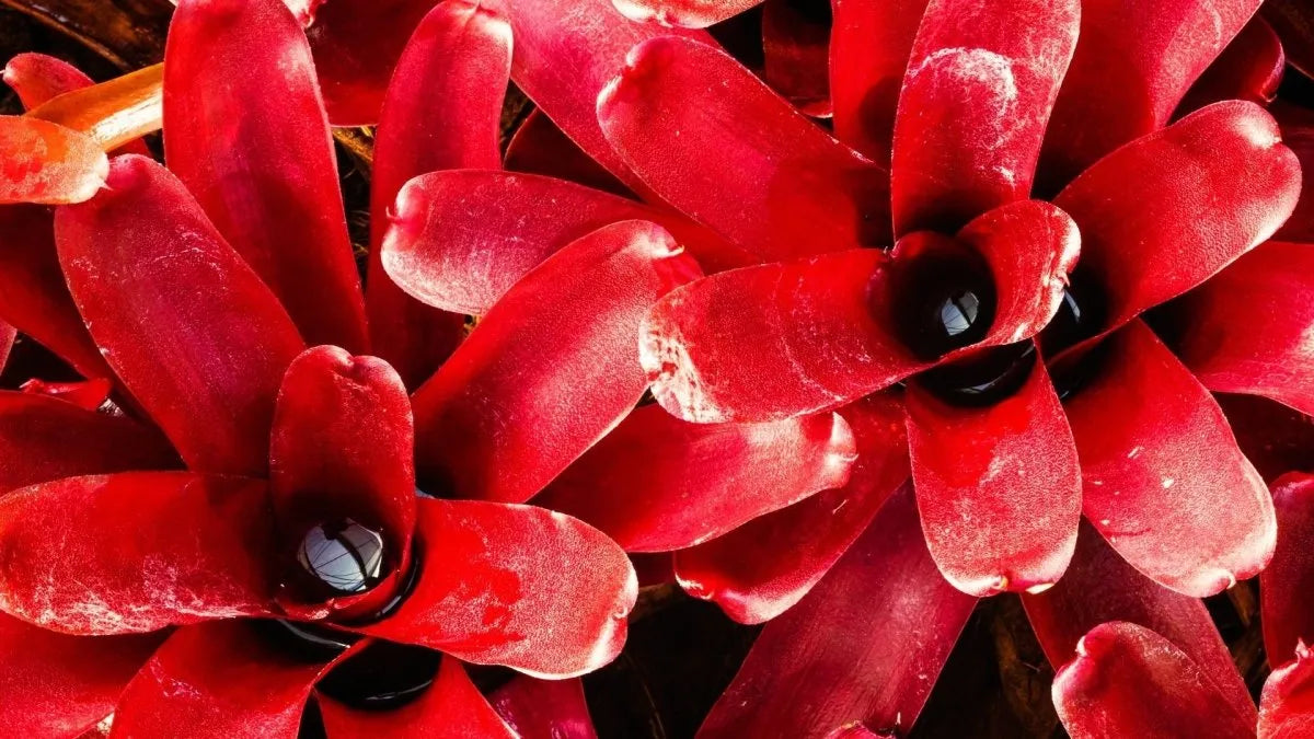 Neoregelia – Farbenfrohe Terrarienpflanzen mit tropischem Charakter - AquaLifeScape