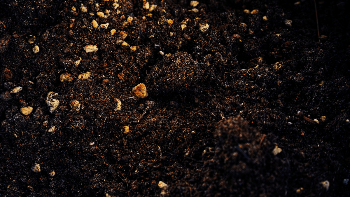 Terrarienerde richtig mischen: Unsere bewährte Rezeptur aus Flora-Torf, Perlit und Quarzsand - AquaLifeScape
