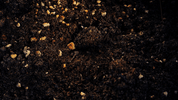 Terrarienerde richtig mischen: Unsere bewährte Rezeptur aus Flora-Torf, Perlit und Quarzsand - AquaLifeScape
