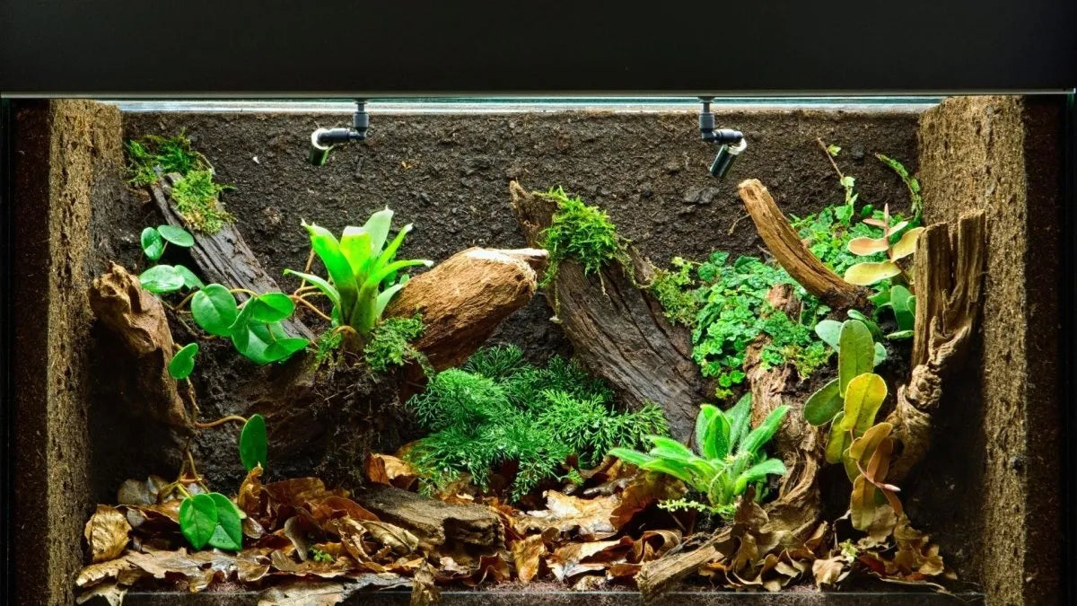 Terrarienpflanzen richtig einsetzen: Gestaltung, Standortwahl & Pflege im Detail - AquaLifeScape