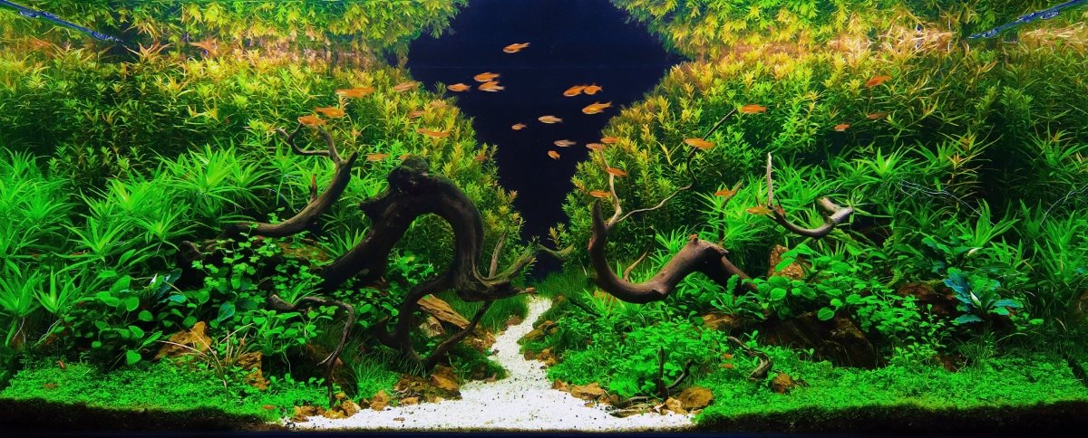 Wasserpflanzen fürs Aquarium – Übersicht & Pflege | AquaLifeScape - AquaLifeScape