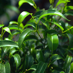 Ficus Pflanzen - AquaLifeScape