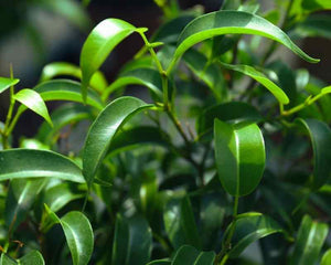 Ficus Pflanzen - AquaLifeScape