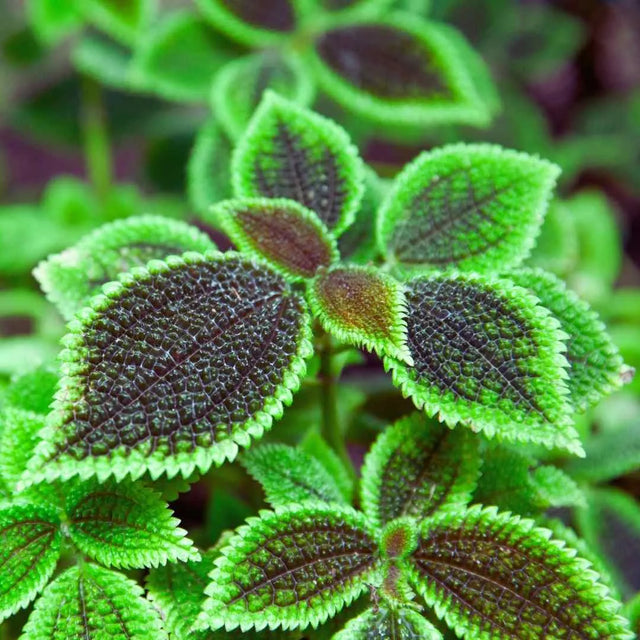 Pflegeleichte Terrarienpflanzen