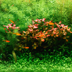 Wasserpflanzen - AquaLifeScape
