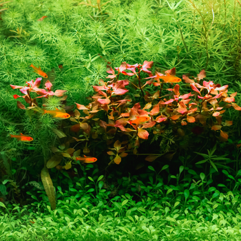 Wasserpflanzen - AquaLifeScape