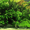 Aquascaping - AquaLifeScape
