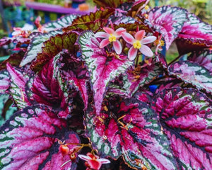 Collection image for: Terrarienpflanzen Begonien