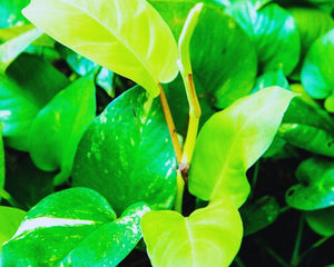 Epipremnum - AquaLifeScape
