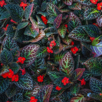 Episcia