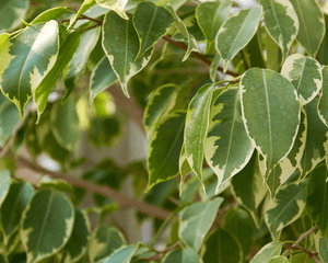 Ficus Pflanzen - AquaLifeScape