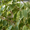 Ficus Pflanzen - AquaLifeScape