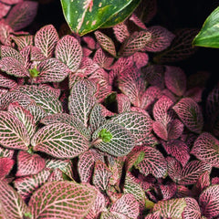Fittonia - AquaLifeScape
