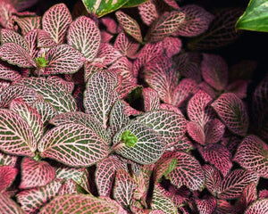 Fittonia - AquaLifeScape