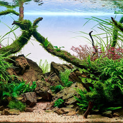 Home - AquaLifeScape