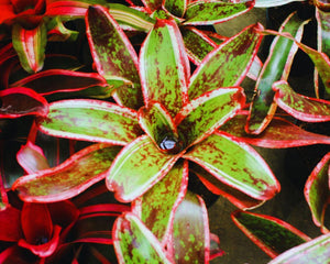 Neoregelia - AquaLifeScape