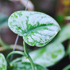 Collection image for: Scindapsus