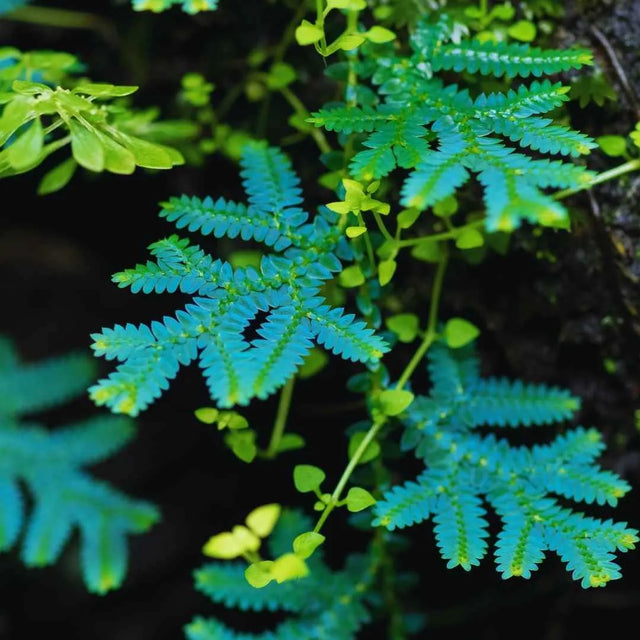 Selaginella