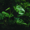 Terrarienpflanzen - AquaLifeScape