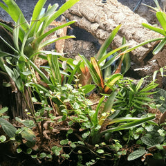 Collection image for: Terrarienpflanzen Set