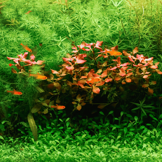 Wasserpflanzen - AquaLifeScape