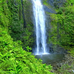 Collection image for: Terrarienpflanzen für Regenwaldterrarien