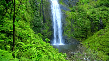 Terrarienpflanzen für Regenwaldterrarien