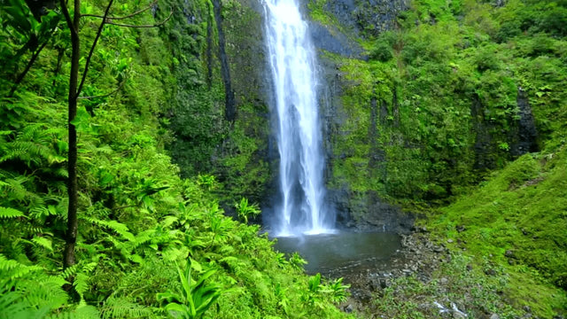 Terrarienpflanzen für Regenwaldterrarien